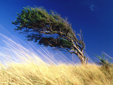 Los reveses nos fortalecen Tree_on_wind1